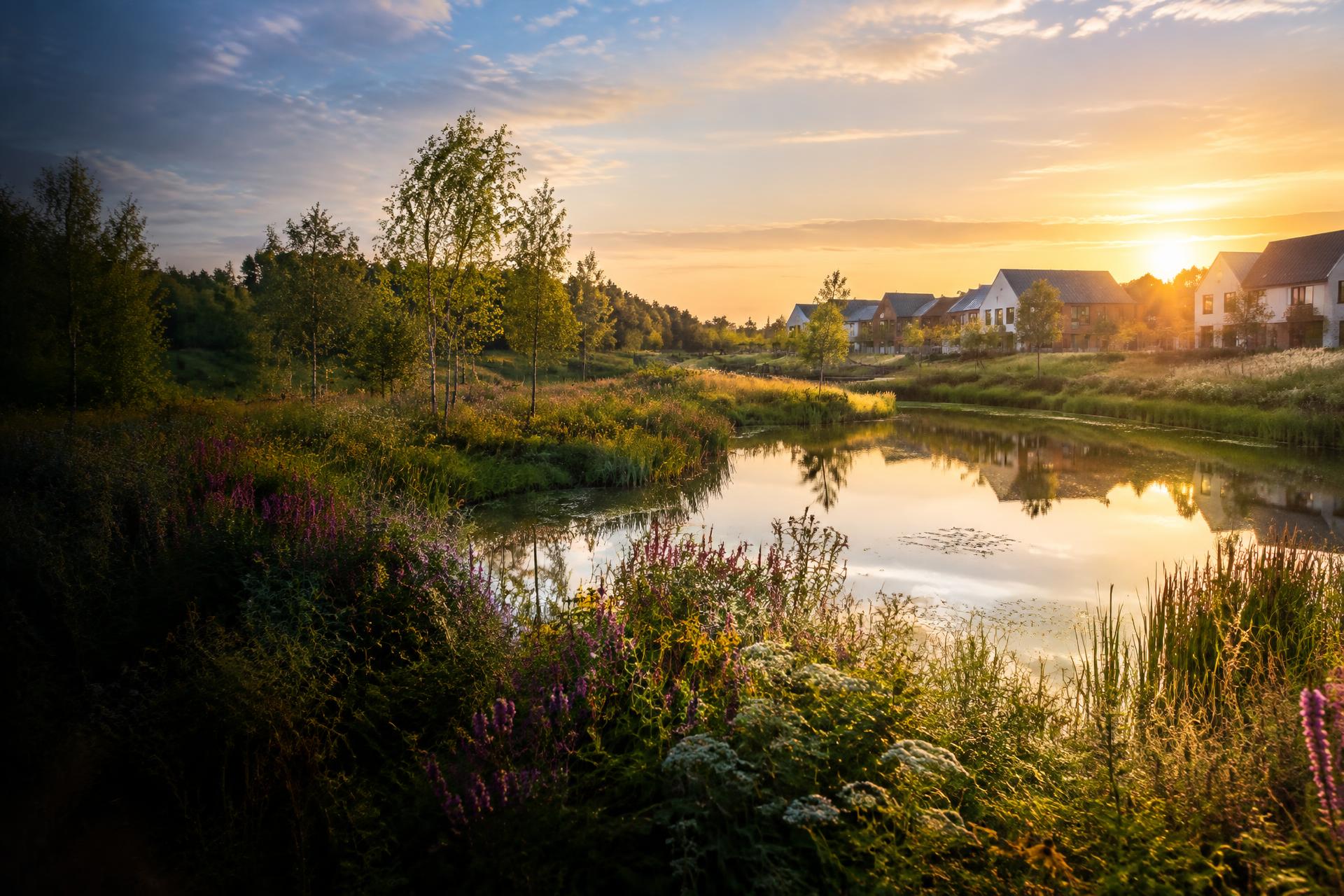 Thriving wetland and wildflower habitat beside homes